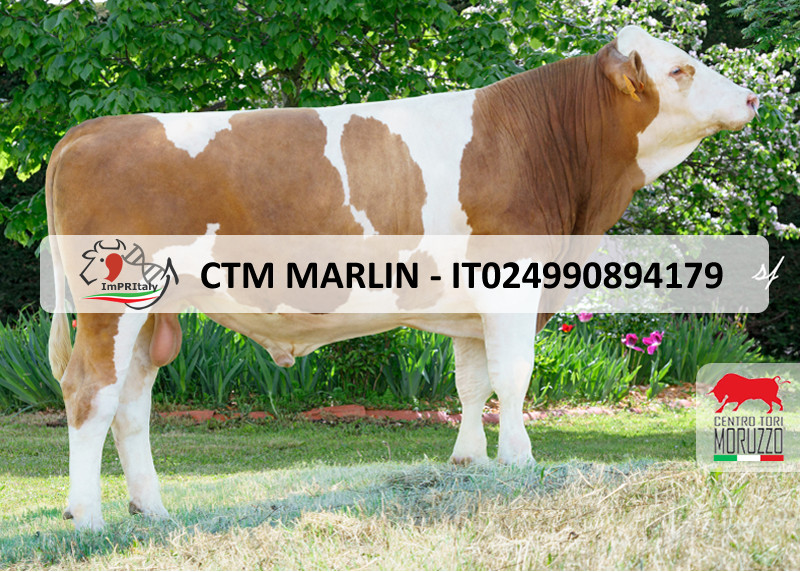 CTM MARLIN