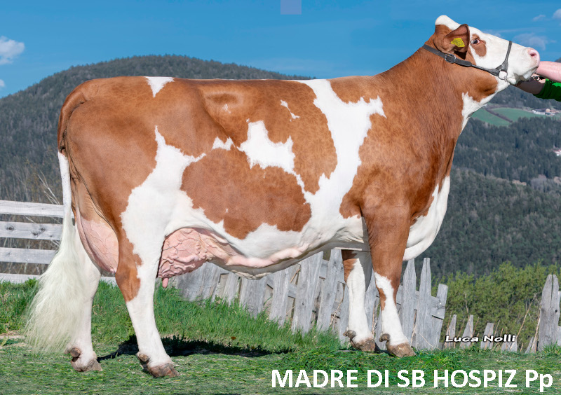 IT021002322541 madre hospiz