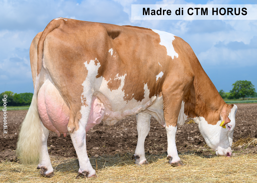 Foto della madre mancante