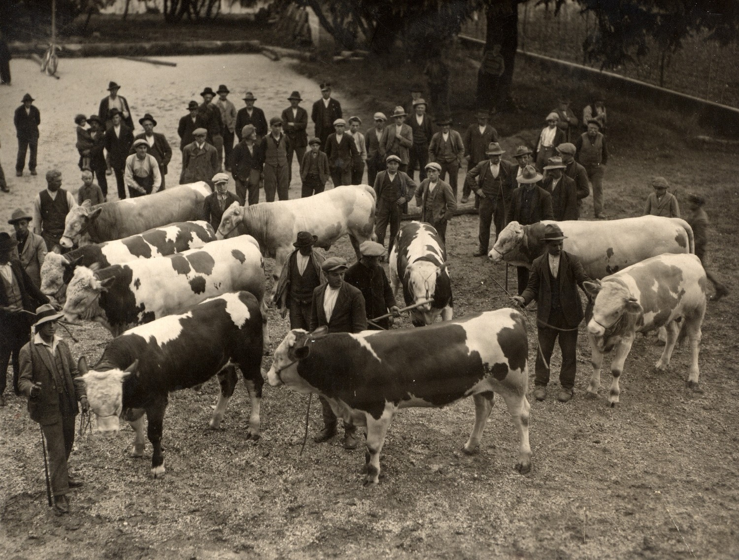 ANAPRI mercato PR Buttrio